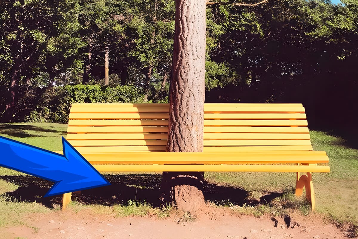 Rivelate le specie di alberi che evitano di sporcare i marciapiedi, un vantaggio per i residenti urbani Rivelate le specie di alberi che evitano di sporcare i marciapiedi, un vantaggio per i residenti urbani