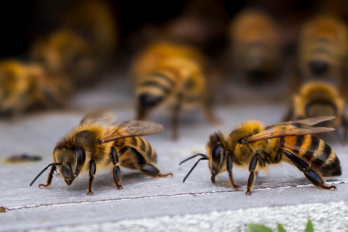 Trucco astuto per cacciare le api dalla casa senza farle male, serve solo un sacchetto Trucco astuto per cacciare le api dalla casa senza farle male, serve solo un sacchetto