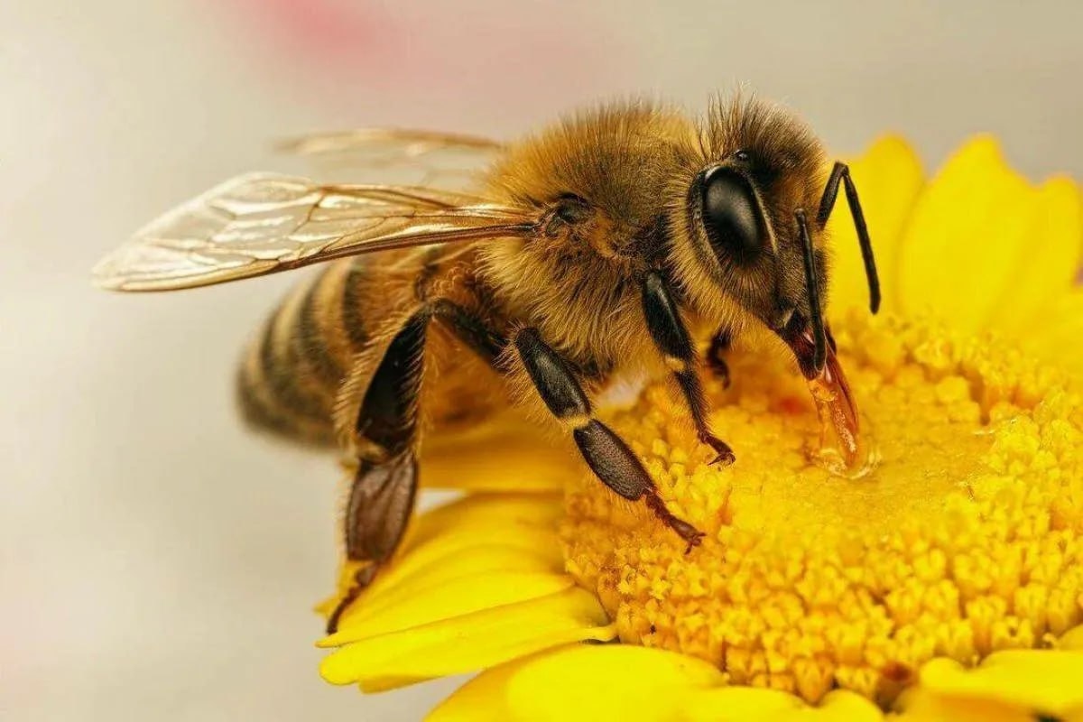 Trucco astuto per cacciare le api dalla casa senza farle male, serve solo un sacchetto