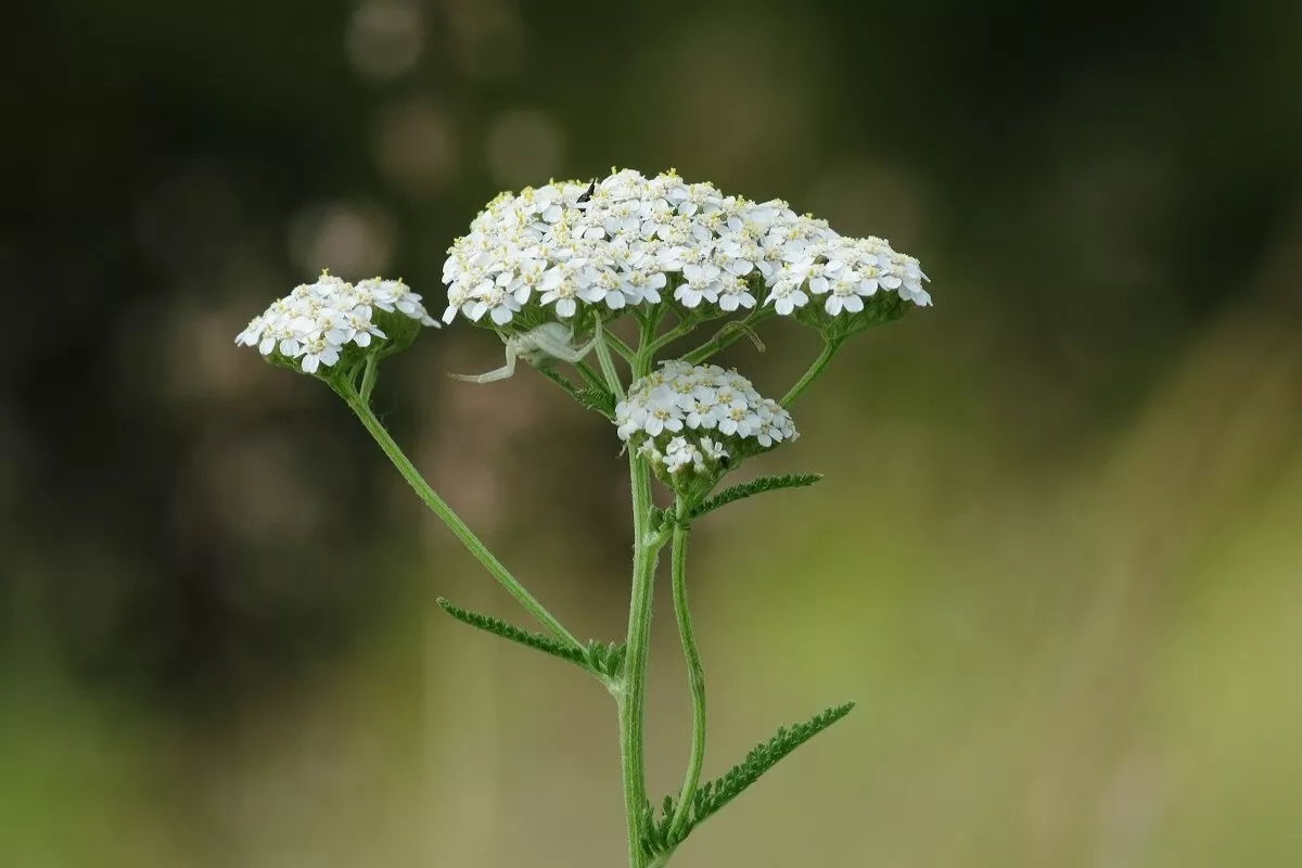 Quattro fiori ignorati che tengono a bada le zecche e ravvivano il giardino senza fatica