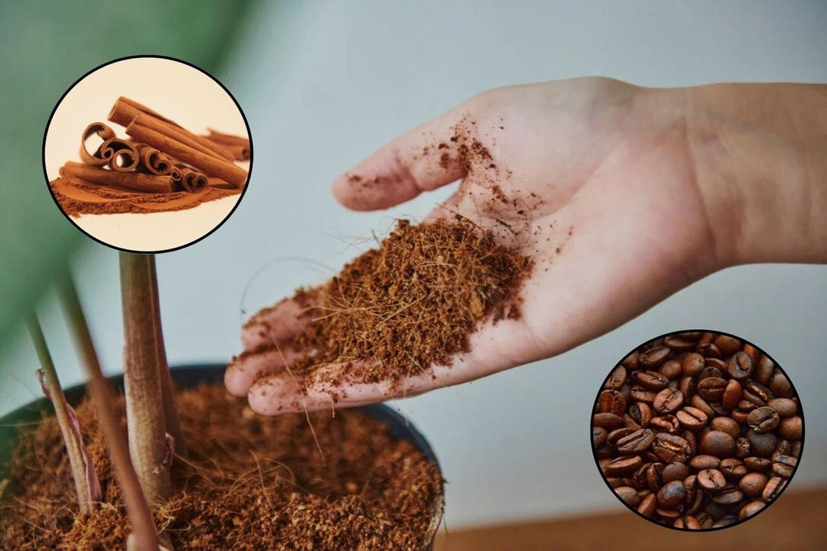 Il trucco poco ortodosso per ravvivare le piante d’interno: caffè e cannella nel terreno Il trucco poco ortodosso per ravvivare le piante d’interno: caffè e cannella nel terreno